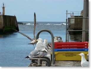 eyemouth2